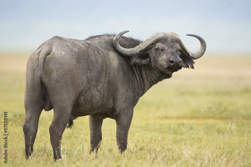 Male Cape Buffalo (Syncerus caffer) Tanzania Male Cape Buffalo (Syncerus caffer) Tanzania