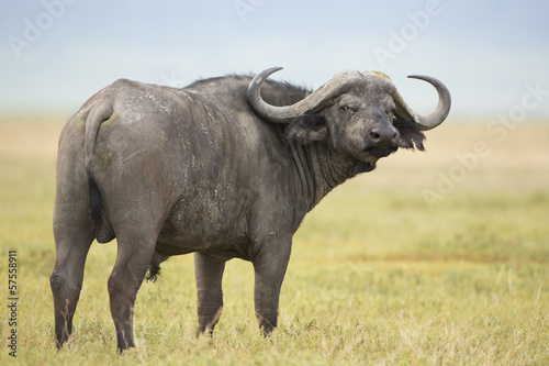 Male Cape Buffalo (Syncerus caffer) Tanzania © stuporter