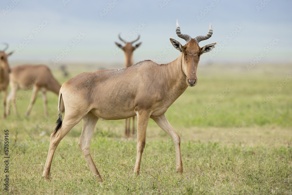 Coke's Hartebeest (Alcelaphus buselaphus cokii) in Tanzania