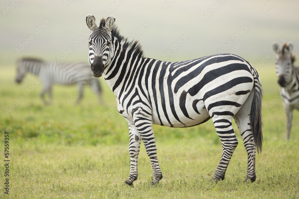 Fototapeta premium Adult Common Zebra, Ngorongoro Crater, Tanzania