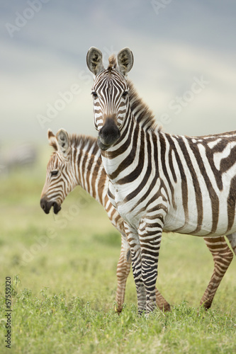 Female Zebra with Foal  Tanzania