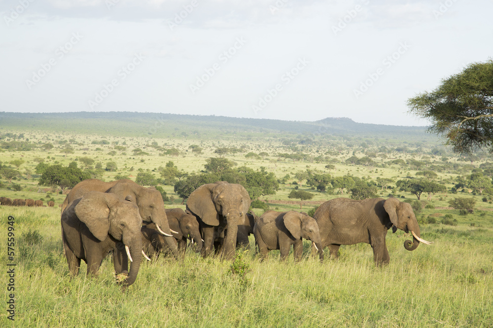 African Elephants (Loxodonta africana) in Tanzania African Elephants (Loxodonta africana) in Tanzania
