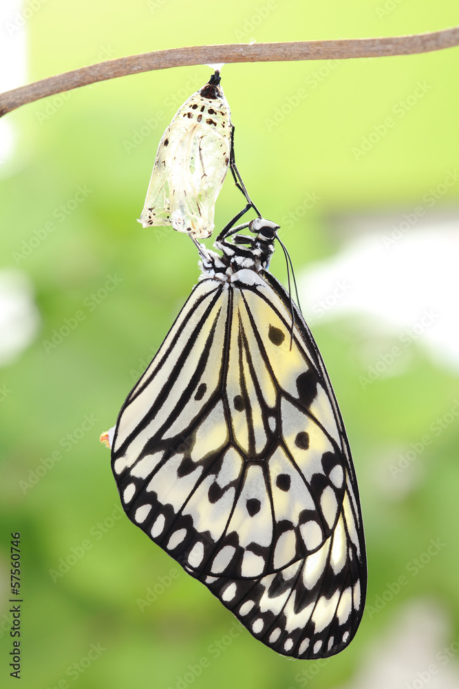 Obraz premium butterfly change form chrysalis
