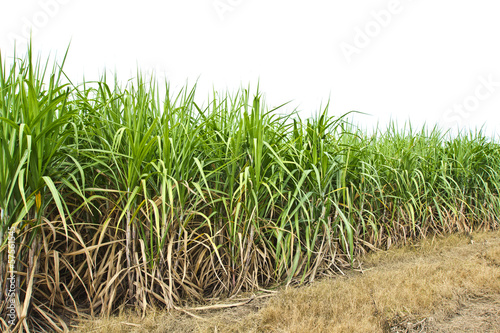 sugar cane