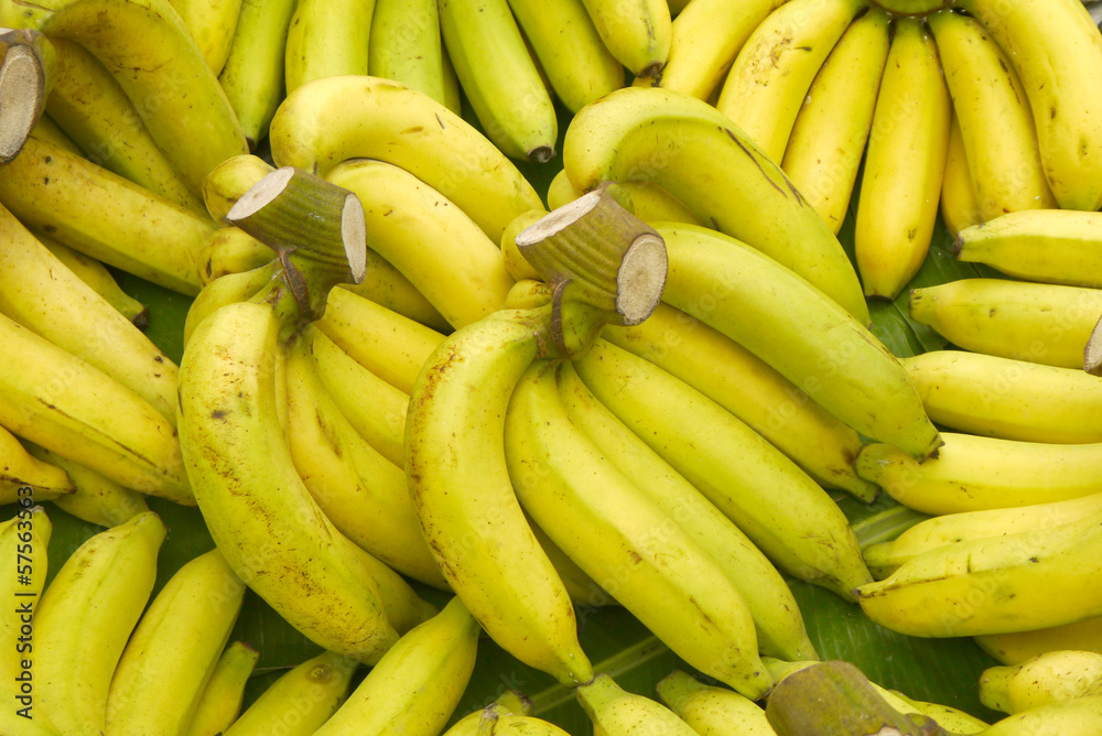 Rows of ripe yellow bananas