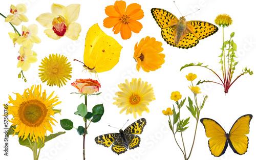 Fototapeta Naklejka Na Ścianę i Meble -  set of yellow flowers and butteflies isolated on white