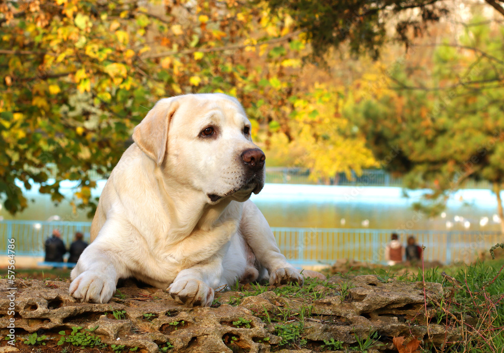 yellow labrador in autumn yellow labrador in autumn