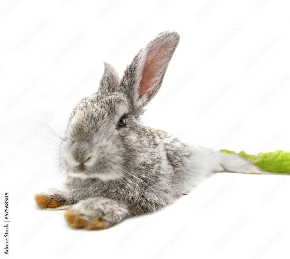 Obraz premium Gray rabbit