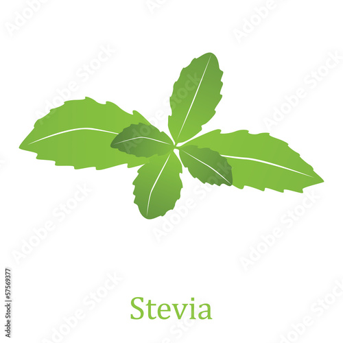 Stevia rebaudiana (vector illustration)