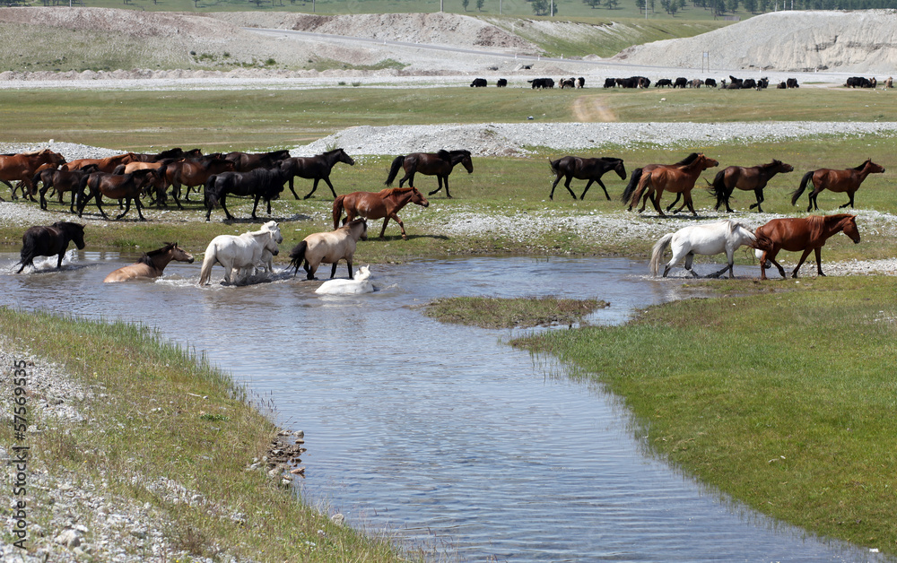 Mongolian wild horses - obrazy, fototapety, plakaty 