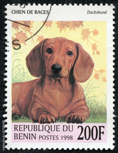 stamp printed in Benin showing Dachshund