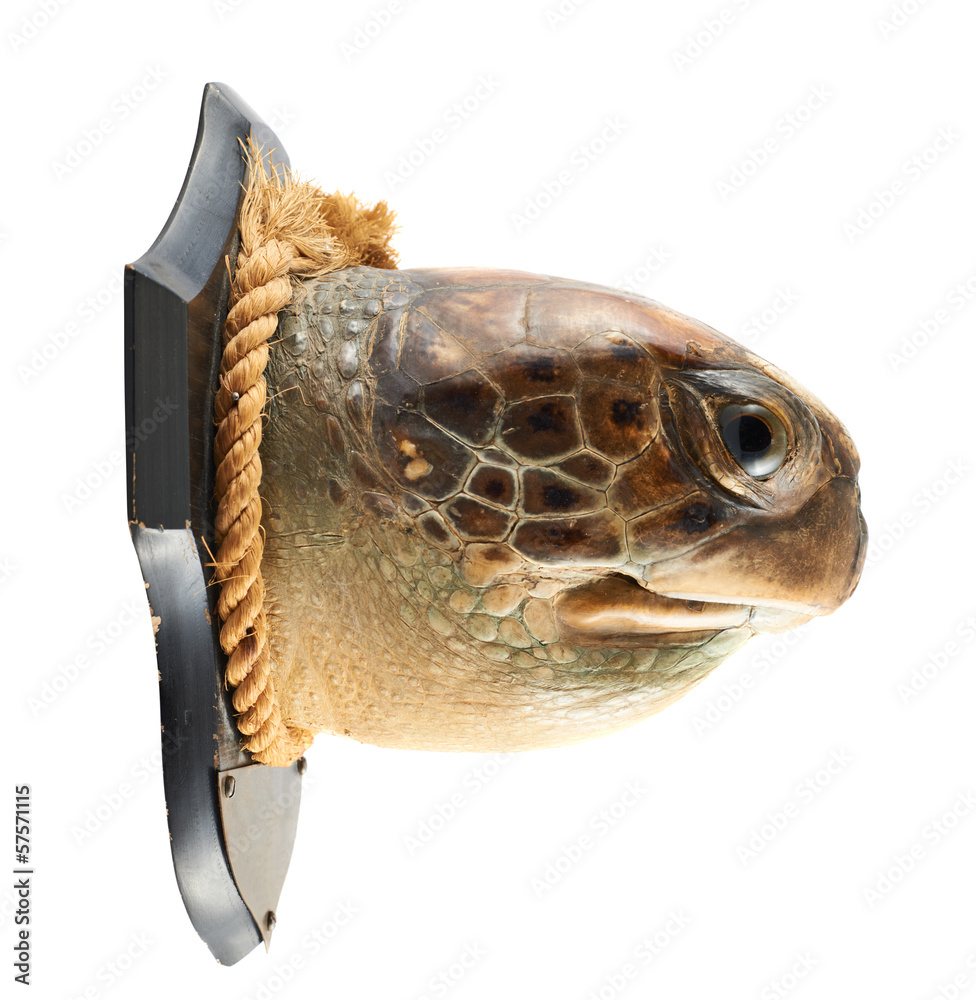 Fototapeta premium Turtle's head as a hunter's trophy