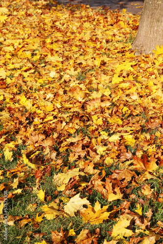 Beautiful yellow and orange autumn leaves .