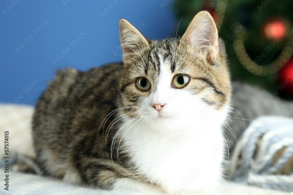 Cat on plaid on Christmas tree background