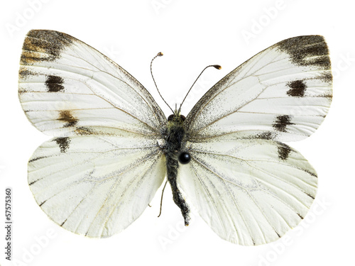 real colorful butterfly isolated in white background