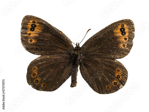 real colorful butterfly isolated in white background