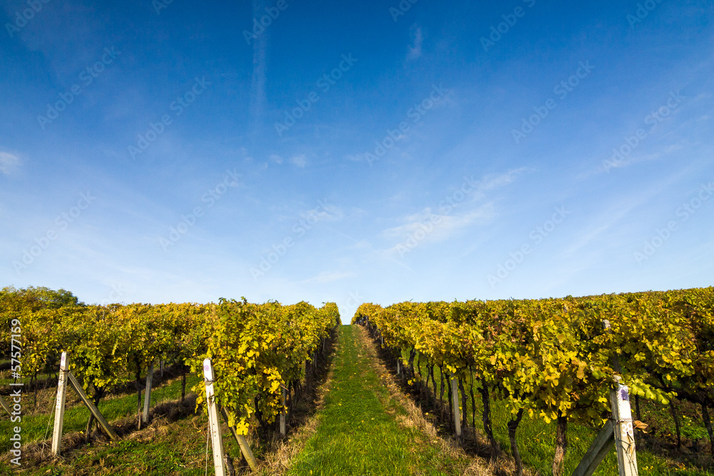 Fototapeta premium Vineyard