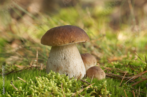 Mushrooms Bolete, fungus in the wild (Boletus pinophilus)