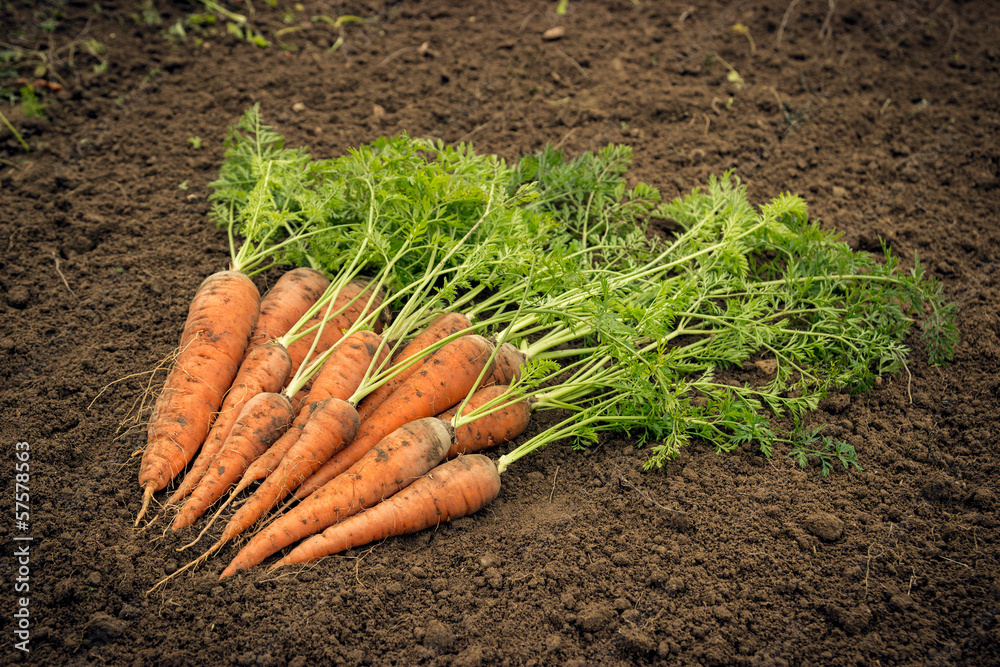 Obraz na plátně Carrots