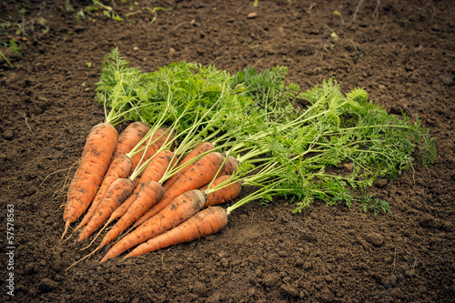 Obraz na plátně Carrots