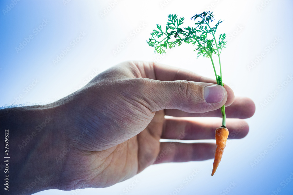 Fotografia Tiny carrot