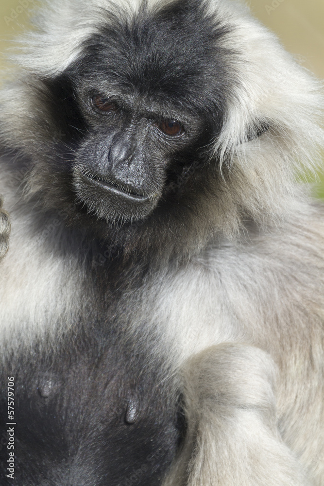 Fototapeta premium Gibbon