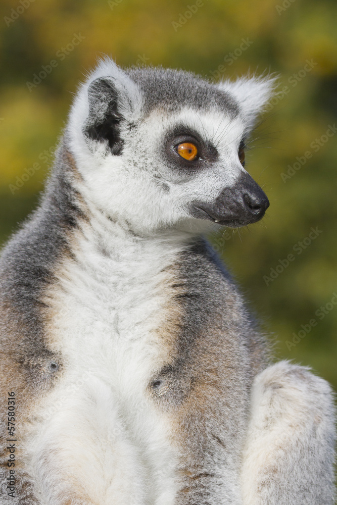 Ring-tailed lemur (Lemur catta) Ring-tailed lemur (Lemur catta)