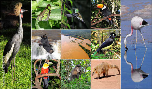 a collage made from Iguazu National park pictures. photo