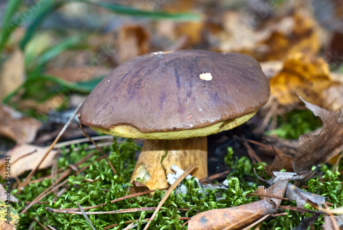Mushroom in the autumn forest © esvetleishaya