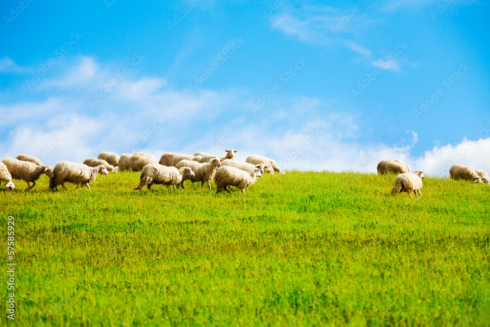 Sheep over clean sky background