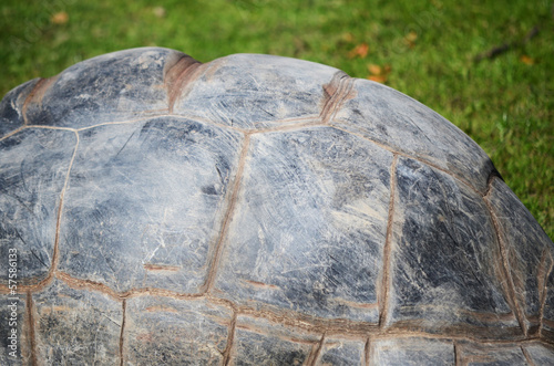 giant turtle