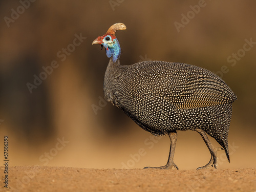 Guineafowl walking on gravel photo