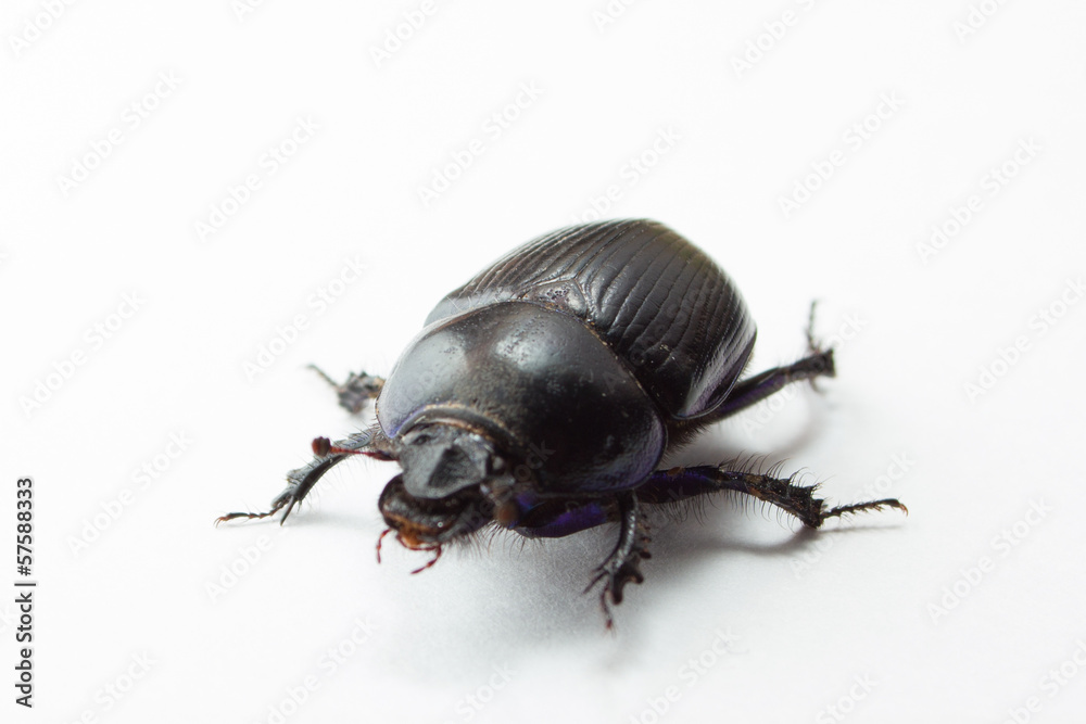 The genus Scarabaeus. The genus Scarabaeus.
