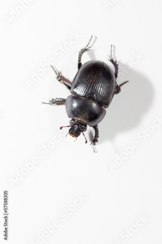 Foto The genus Scarabaeus.