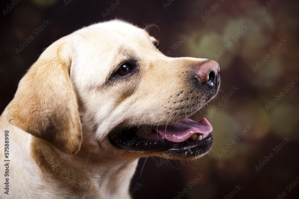 Labrador Retriever 