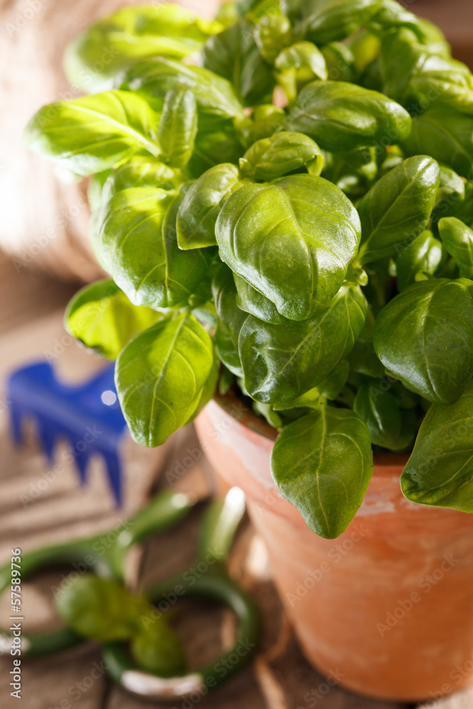 Obraz premium basil in the pot
