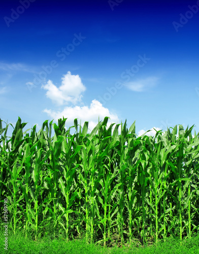 Corn Field