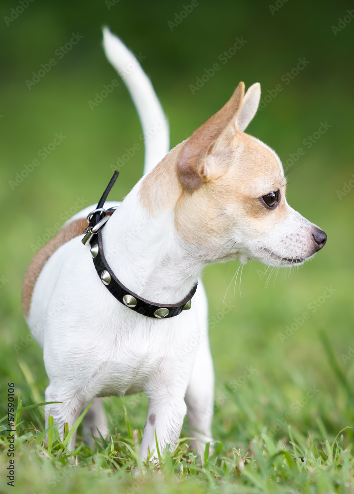 Small chihuahua dog with a brave expression