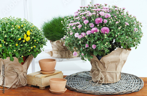 Fototapeta Naklejka Na Ścianę i Meble -  Chrysanthemum bushes in pots