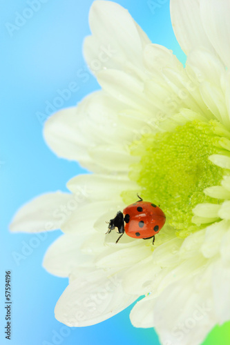 Fototapeta Naklejka Na Ścianę i Meble -  Beautiful ladybird  on flower, close up