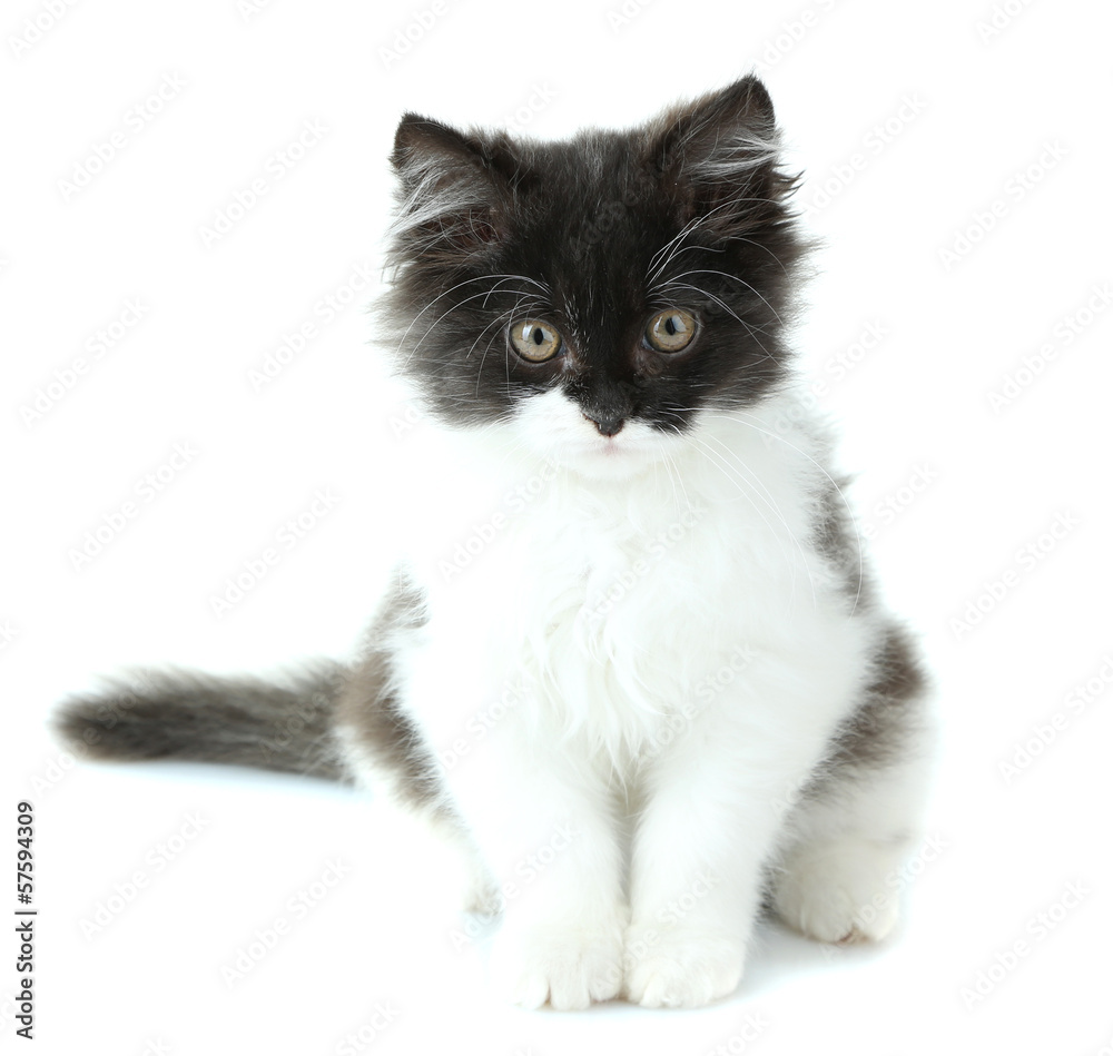 Little cute kitten, isolated on white