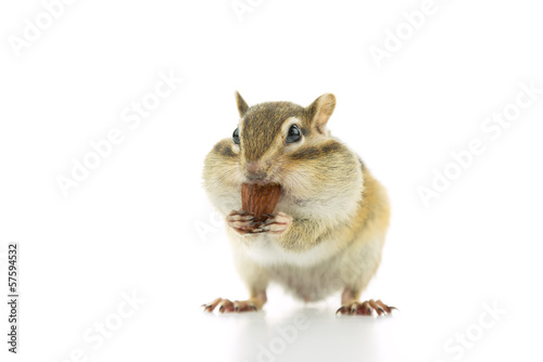 アーモンドを食べるシマリス © stockfoto