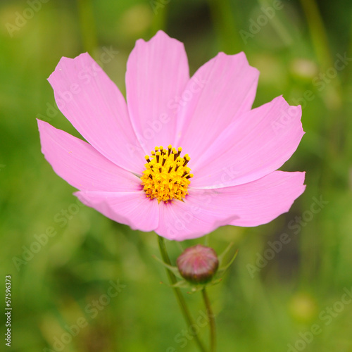 Pink Garden Cosmos  Mexican Aster  Flower