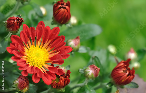 Chrysanthème