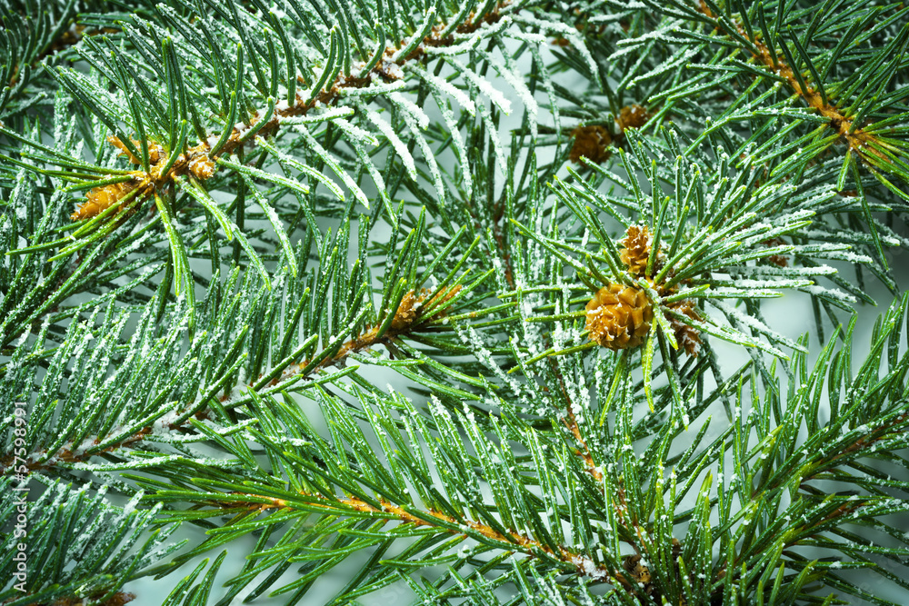 Fir tree branch background, covered a bit with snow Fir tree branch background, covered a bit with snow