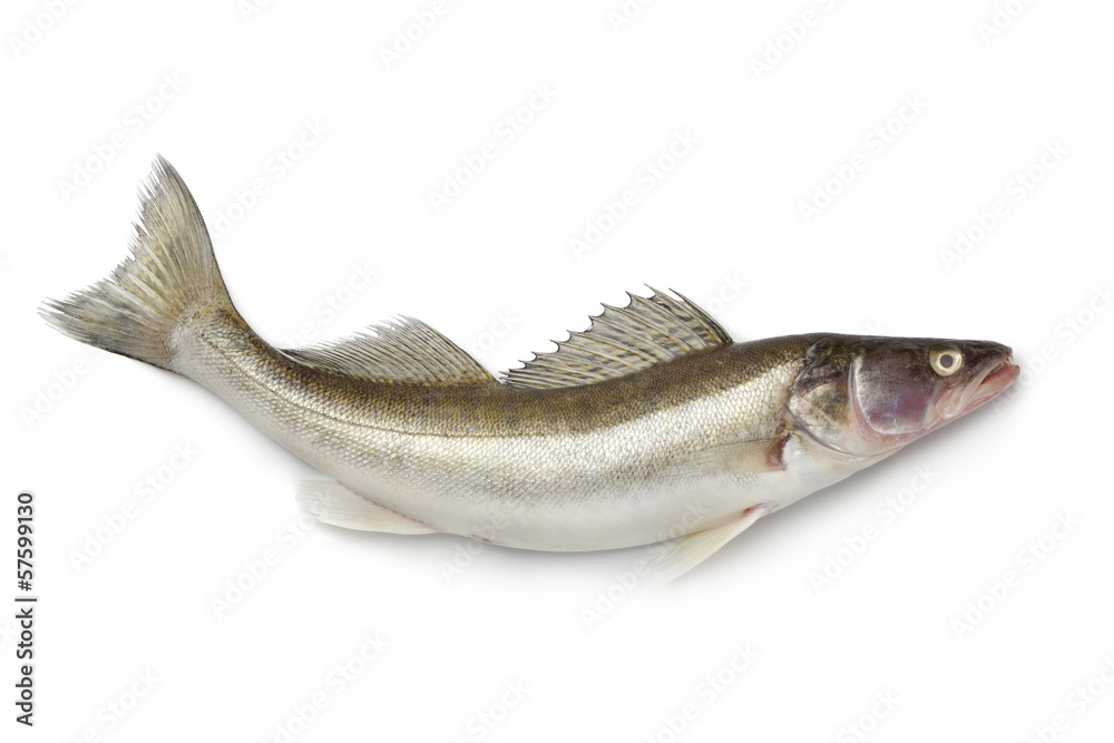 Fototapeta premium Fresh Zander