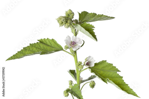 Fototapeta Naklejka Na Ścianę i Meble -  Pink marshmallow flowers
