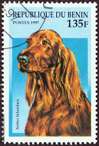 Irish Setter (Benin 1997)