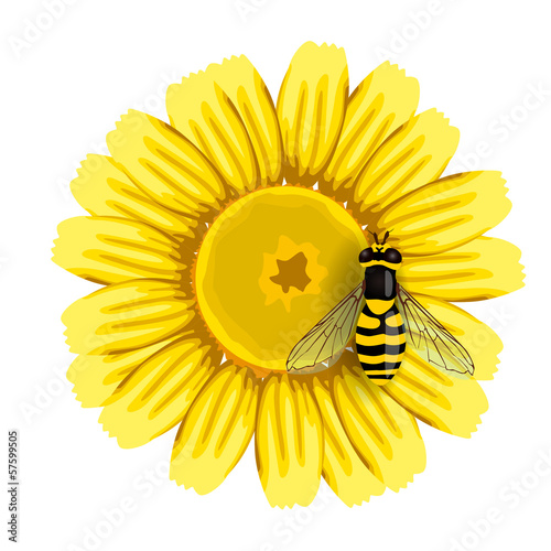 Bee on flower