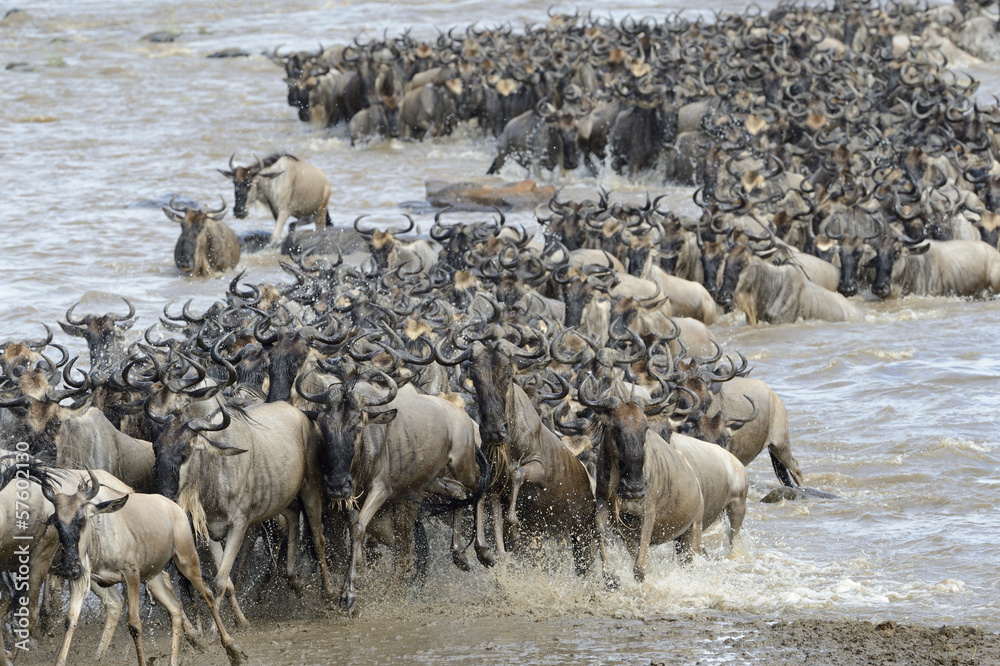 Wildebeest coming out the river after crossing Wildebeest coming out the river after crossing